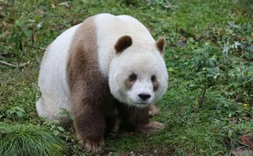 大熊猫生活在什么地方