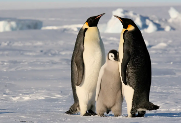 企鹅是恒温动物吗