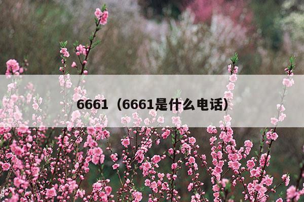 66616