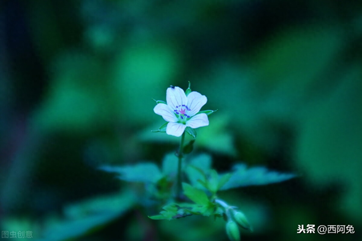 天秤座的爱情观详析