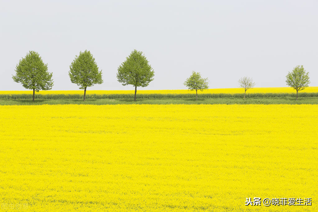 天蝎座幸运花是什么花