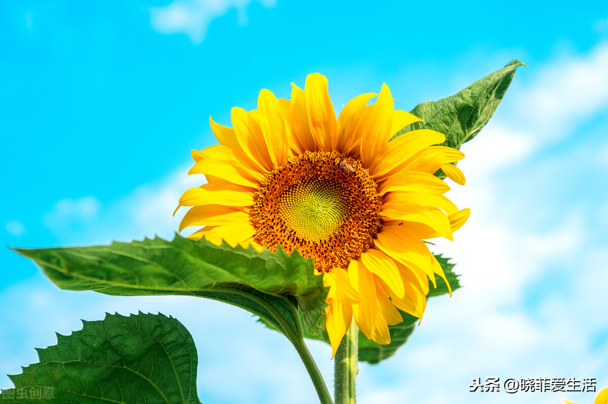 天蝎座幸运花是什么花