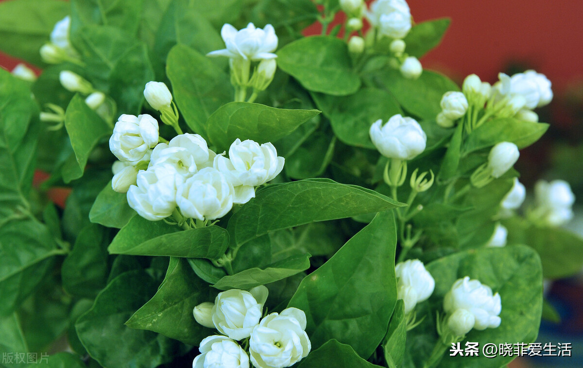 天蝎座幸运花是什么花