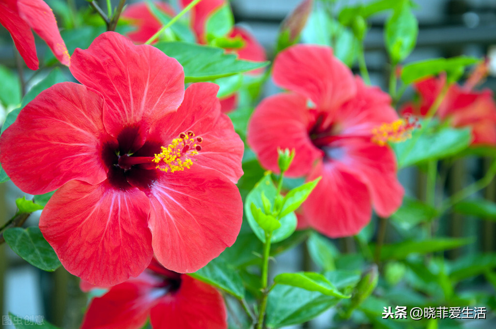 天蝎座幸运花是什么花