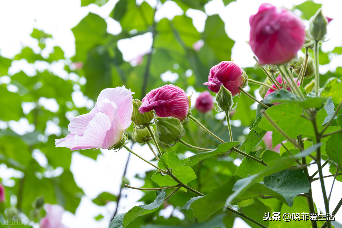 天蝎座幸运花是什么花