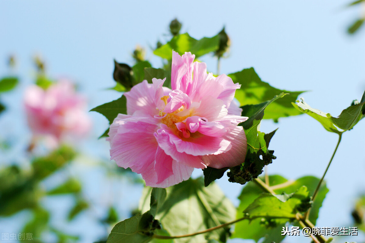 天蝎座幸运花是什么花